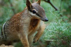 numbat.jpg