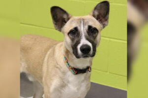 MASCOTAS-DALLAS/BUMBLEBEE-PERRO.jpg