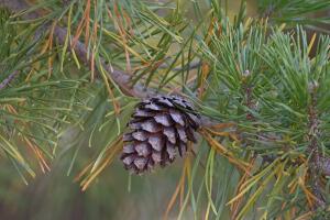 Loblolly pine cone
