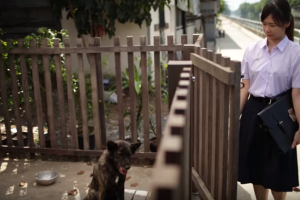 video-perro_1.png