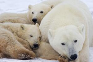 A mother Polar Bear sleeps on the frozen