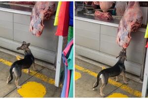 Perrito roba carnicería y se hace viral.