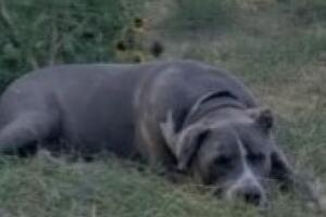 Buscan a sospechoso de quemar vivo a un perro al oeste de Phoenix