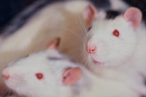 ratos.jpg