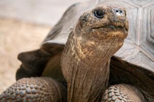 A Close-Up Shot of a Galapagos Tortoise