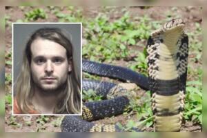 serpiente cobra venenosa africana perdida 