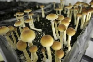 Hongos alucinógenos: su impacto en la salud mental y su avance hacia la legalización en California