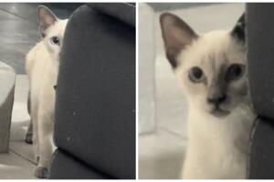 Gatita se pone sospechosa cuando le dicen que sabe hablar.