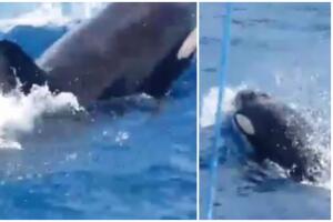 Pescadores ven ballenas orcas y graban impresionante video.