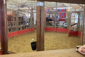 pelea de gallos 1.jpg
