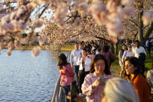 cherry-blossom-washington-dc-florecimiento-maximo.jpg
