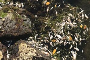 PECES MUERTOS/IMG_0693.JPG