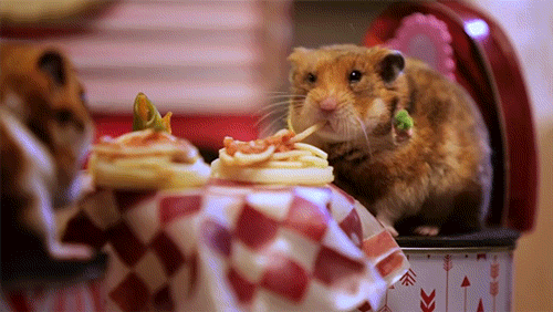 Hamsters cena
