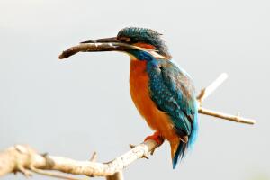 Ave con un pez en la boca