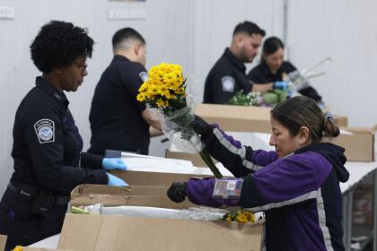 MIAMI, FLORIDA - FEBRUARY 12: A FedEx team member prepares flowers for U.S. Customs and Border Protection Agriculture Specialists, to inspect for foreign pests or diseases in the FedEx Cargo hub at Miami International Airport on February 12, 2025 in Miami, Florida. FedEx transfers millions of fresh flowers through the hub for Valentine's season by increasing air capacity from Colombia and Ecuador. They will transport over 2.2 million pounds of flowers from these countries in February. (Photo by Joe Raedle/Getty Images)