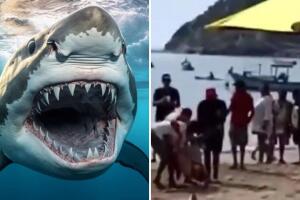 ¿Por qué los tiburones atacan personas algunas veces? Expertos responden
