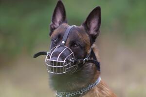 Sanciones si un perro ataca o muerte a otra mascota o persona en Los Ángeles