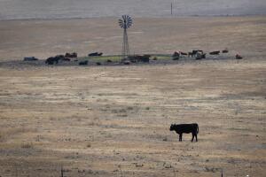 Historic Drought Cripples Ranches And Farms In American West