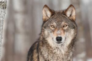 lobo gris
