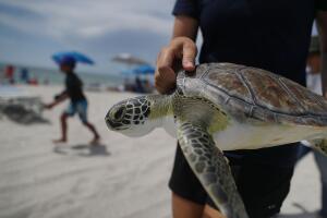 Regresan a su hábitat cinco tortugas de mar rescatadas en playas del sur de Florida