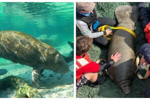 Diversas organizaciones y voluntarios colaboraron en el rescate de manatíes en Florida para brindarles atención médica y garantizar su recuperación.