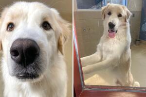 Perrito encuentra familia después de 14 adopciones fallidas: ¿Por qué nadie lo quería?