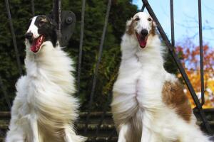 razas-de-perros-borzoi-1.jpg