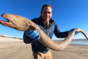 enorme-anguila-playa-Texas-isla-Mustang