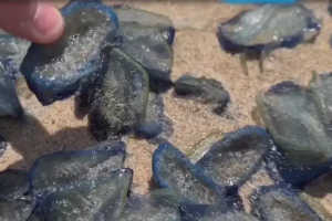 Rara medusa fantasma del tamaño de un camión es vista en aguas profundas frente a Argentina