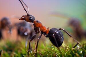 formiga-formigueiro-inseto-1017-1400x800.jpg