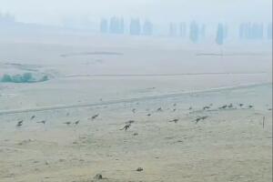 A troop of kangaroos hop in a smokey field as bushfires spread in Monaro, New South Wales, Australia