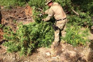Plantíos de marihuana en Los Ángeles
