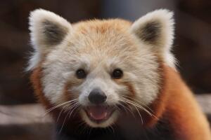 Red panda 