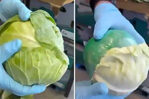 Agentes descubrieron más de 2,000 libras de metanfetamina ocultas en un cargamento de repollo, informó la DEA.