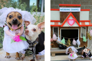 collage_boda_perritos_historiaviral