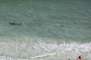 TiburonesMirttleBeach/6.jpg