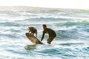 dog_surfing.jpg