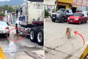 perro_viene_viene_collage