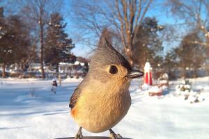 TuftedTitmouse.jpg