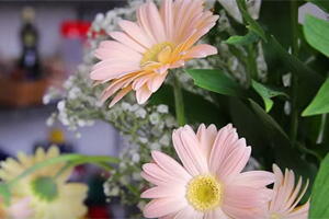 Aprenda como deixar as flores novas por mais tempo
