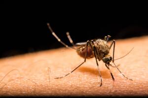 mosquito_0.jpg