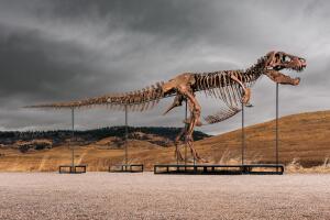 T-REX-SUBASTA