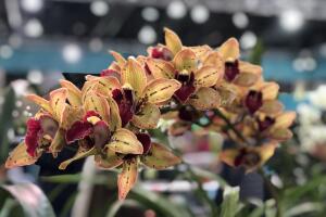 UNA DOCENA DE FLORES PARA MAMA /IMG_1714.jpg