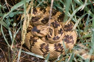 Blacktail rattlesnake.JPG