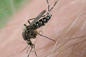 Aedes taeniorhynchus.jpg