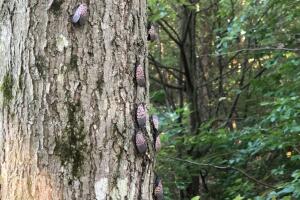 Mosca Linterna Manchada 