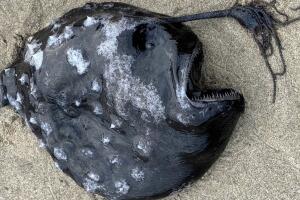 Pez fútbol del Pacífico