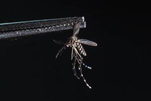 Mosquitos.