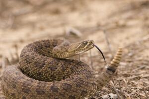 Rattlesnake
