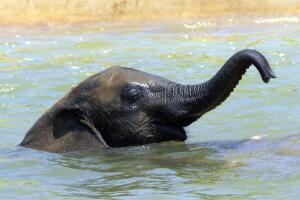 elefante-bebe-piscina.jpg